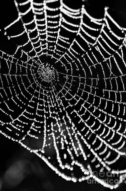 Spider Web Art Print featuring the photograph Spider Web Jewels #2 by Tamara Becker