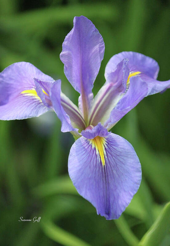Iris Art Print featuring the photograph Spring Fancy #1 by Suzanne Gaff