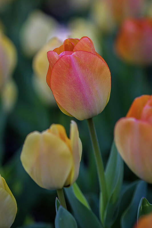 Bloom Art Print featuring the photograph Spring Tulip #1 by Ron Pate