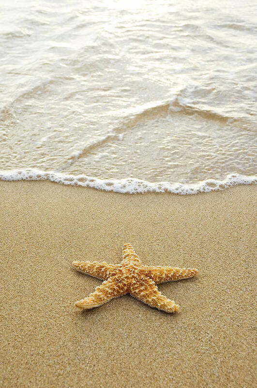 Animal Art Art Print featuring the photograph Starfish on Beach #1 by Mary Van de Ven - Printscapes