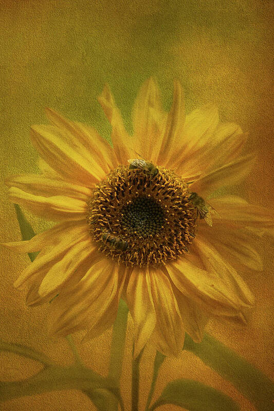 Botanical Art Print featuring the photograph Sunflower #2 by Sue Leonard