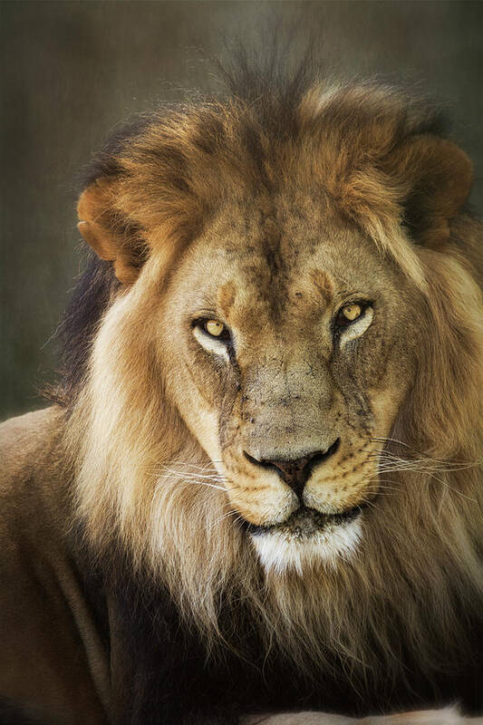 African Lion Art Print featuring the photograph Through The Eyes of A King #1 by Saija Lehtonen
