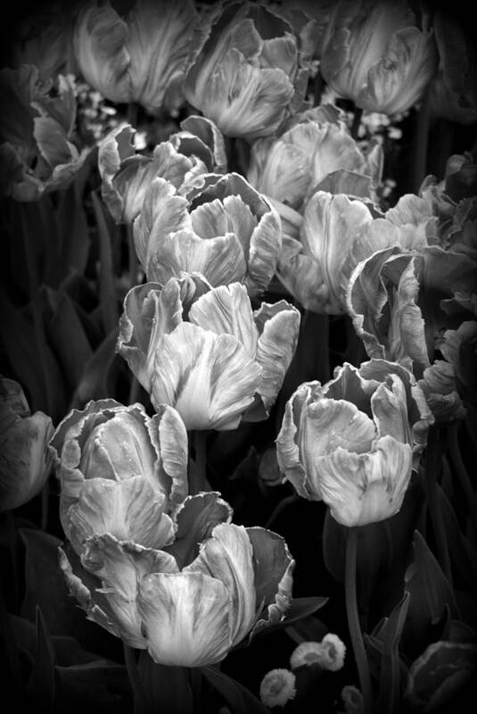Plants Art Print featuring the photograph Tulips #1 by Nathan Abbott