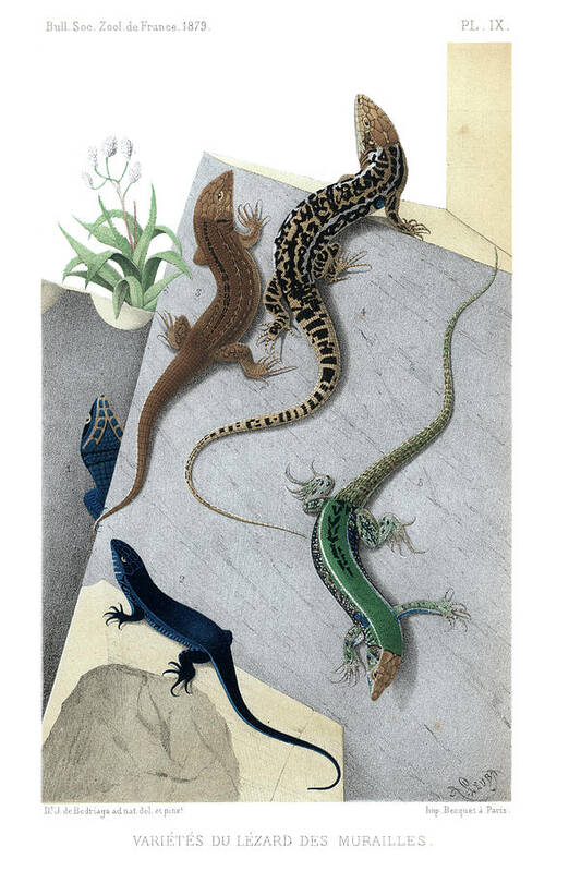 Podarcis Muralis Art Print featuring the drawing Varieties of wall Lizard #2 by Jacques von Bedriaga