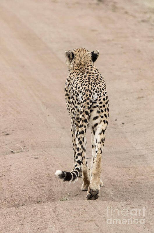 Cheetah Art Print featuring the photograph Walking away #1 by Pravine Chester