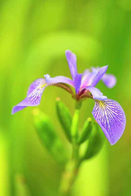 Wild Iris Art Print featuring the photograph Wild Iris #1 by Nancy Dunivin