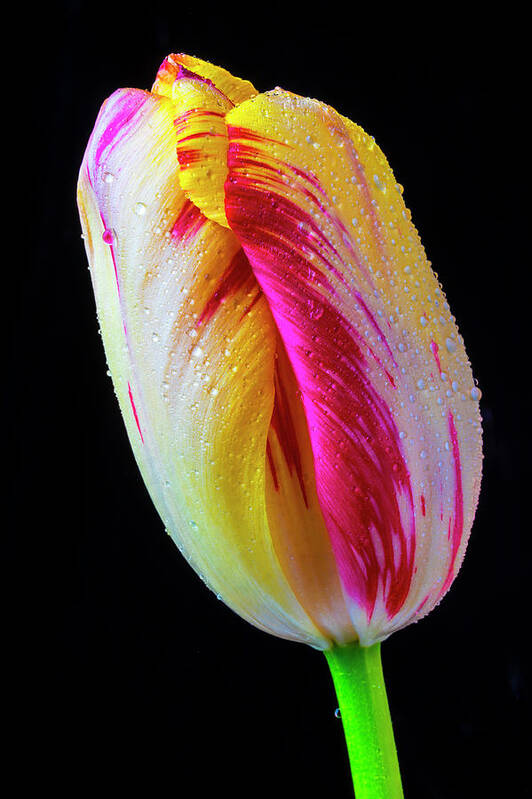 Tulip Art Print featuring the photograph Wonderful Dew Covered Tulip #1 by Garry Gay