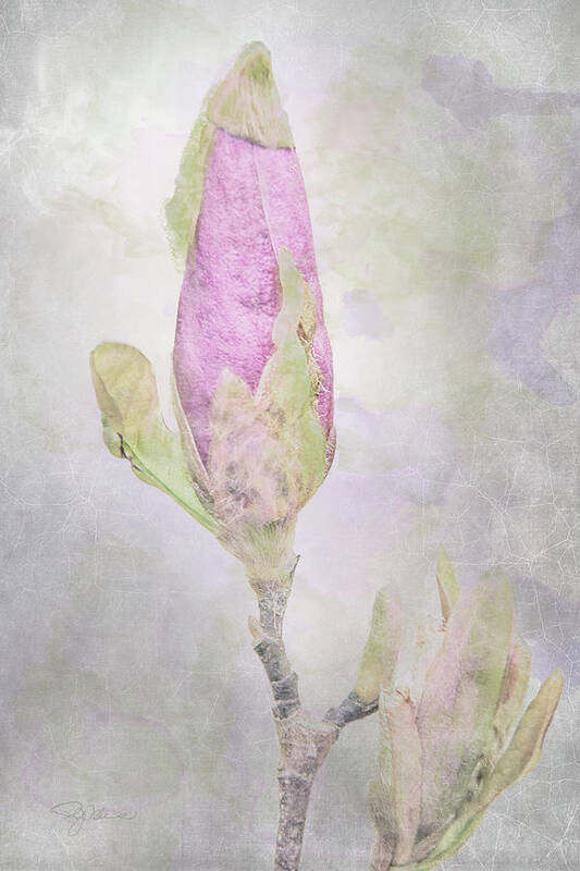 Flower Art Print featuring the mixed media 10882 About to Bloom by Pamela Williams