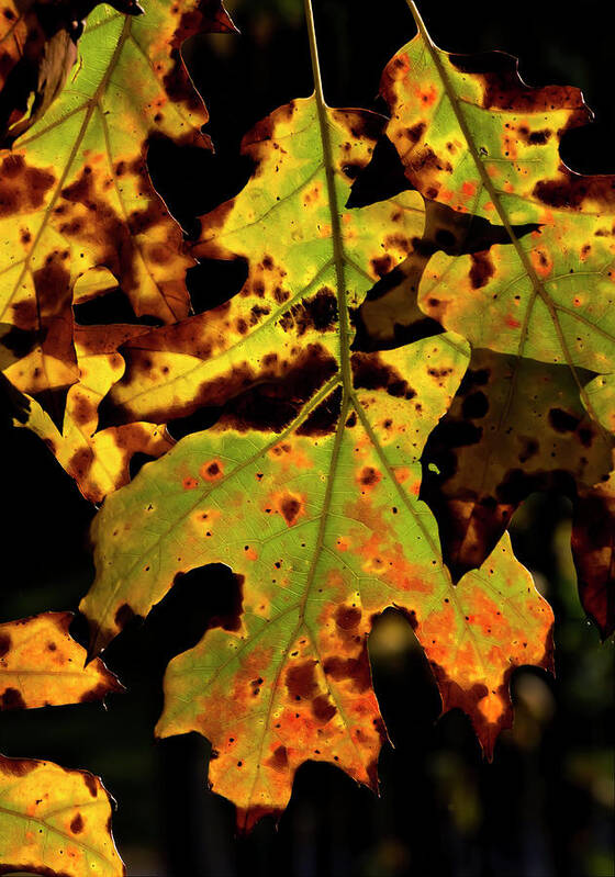 Fall Foliage Art Print featuring the photograph Fall Foliage #147 by Robert Ullmann