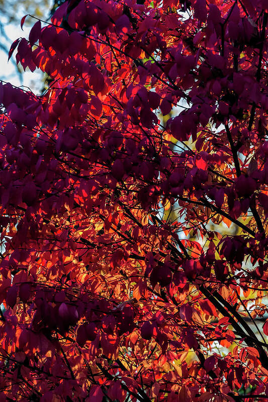 Fall Foliage Art Print featuring the photograph Fall Foliage #166 by Robert Ullmann