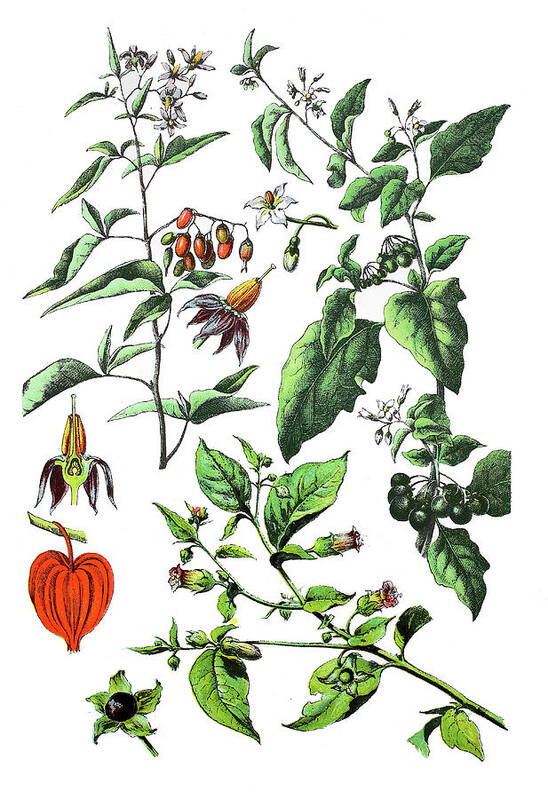 Bittersweet Nightshade Art Print featuring the drawing Various Medicinal Plants #2 by Bildagentur-online