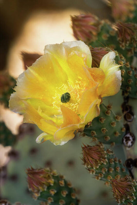 Golden Prickly Pear Cactus Art Print featuring the photograph A Golden Beauty #2 by Saija Lehtonen