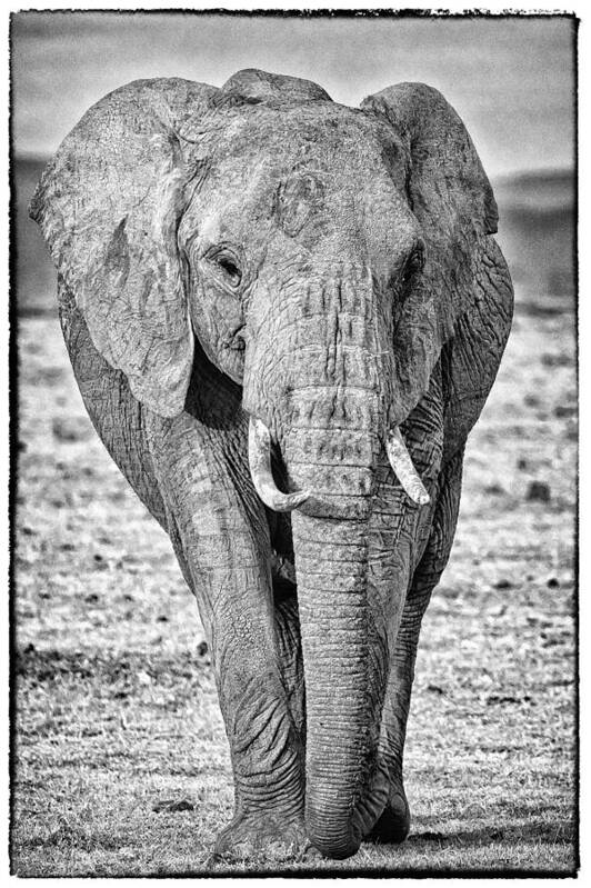 Africa Art Print featuring the photograph African Elephants in the Masai Mara #1 by Perla Copernik