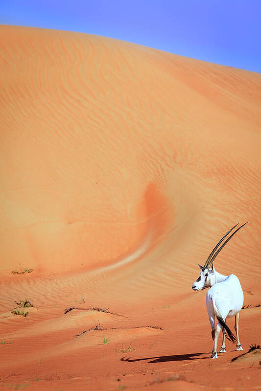 Arabian Art Print featuring the photograph Arabian Oryx by Alexey Stiop