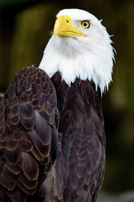 Bird Art Print featuring the digital art Bald Eagle #2 by Birdly Canada