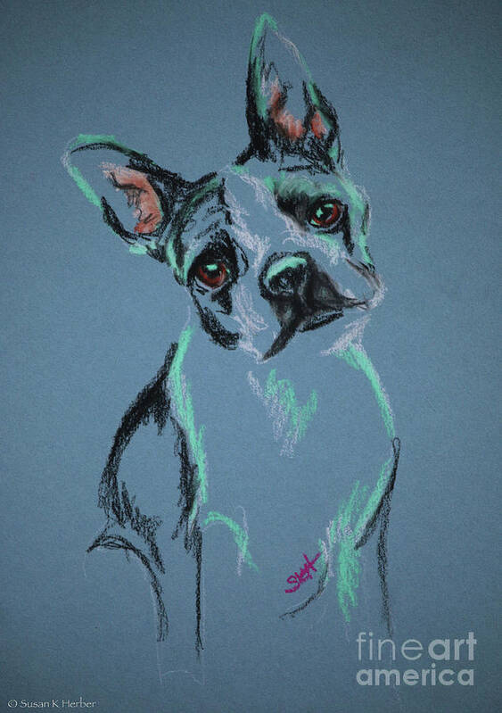 Animal Art Print featuring the pastel Boston by Susan Herber