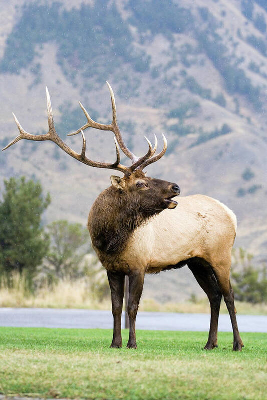 Elk Art Print featuring the photograph Bull Elk by Wesley Aston