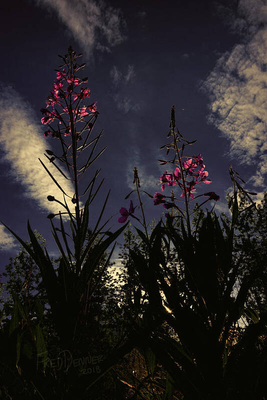 Alaska Art Print featuring the photograph Fireweed #2 by Fred Denner