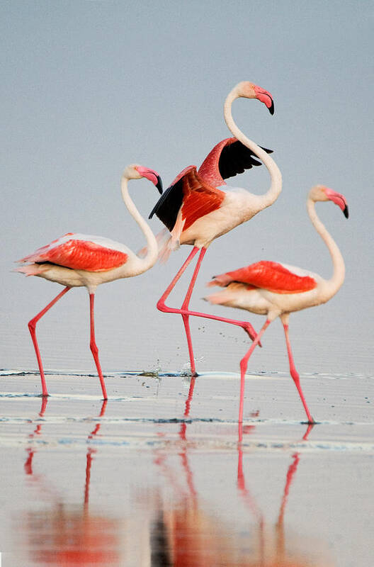 Photography Art Print featuring the photograph Greater Flamingos Phoenicopterus Roseus #2 by Panoramic Images