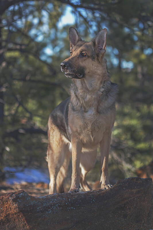 Animal Art Print featuring the photograph Liesl #2 by Brian Cross