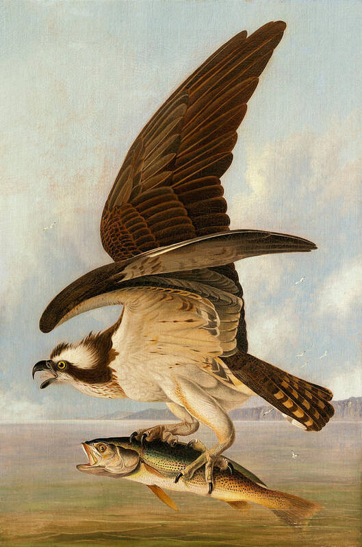 Osprey and Weakfish #2 Art Print by John James Audubon - Fine Art