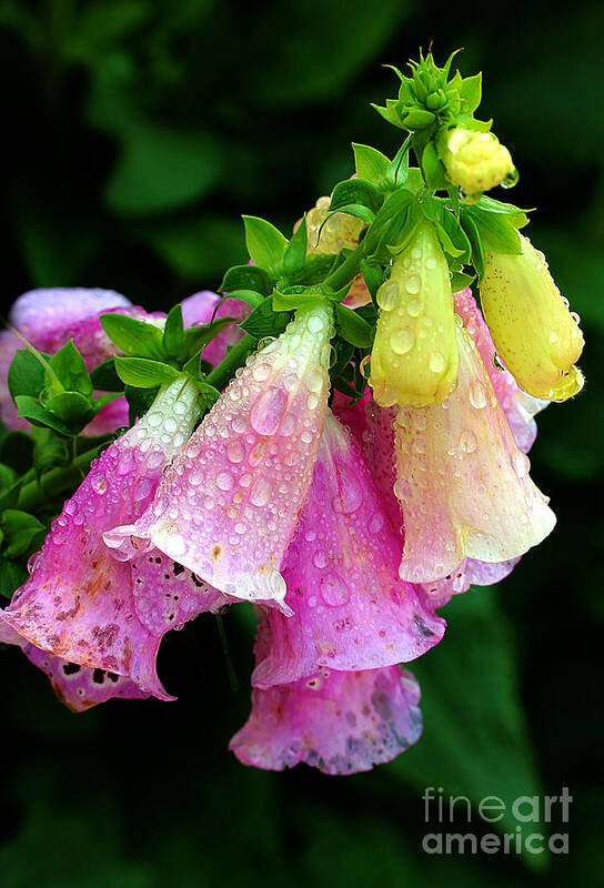 Foxgloves Art Print featuring the photograph Raindrops #3 by Judi Bagwell