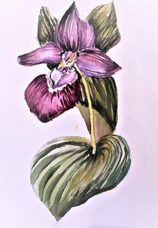 Orchid Art Print featuring the painting Slipper Foot Orchid #2 by Mindy Newman