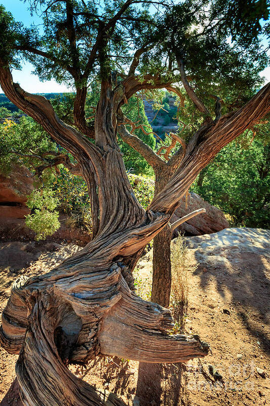 Colorado Art Print featuring the photograph Twisted Tree #2 by Richard Smith
