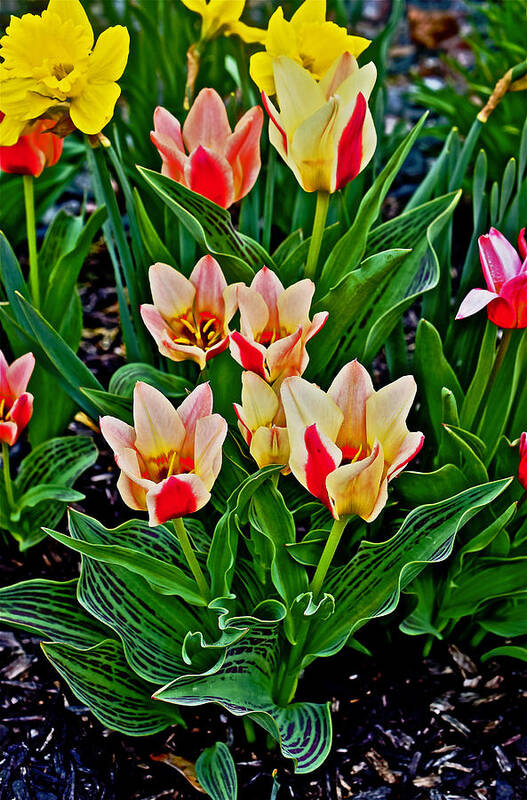 Tulips Art Print featuring the photograph 2016 Acewood Tulips 6 by Janis Senungetuk