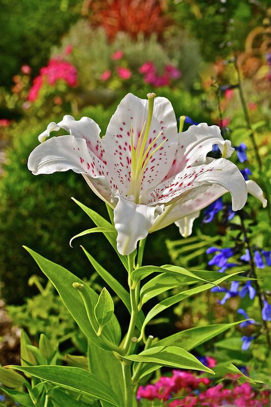 Oriental Lilies Art Print featuring the photograph 2016 Late August at the Garden White Lily by Janis Senungetuk