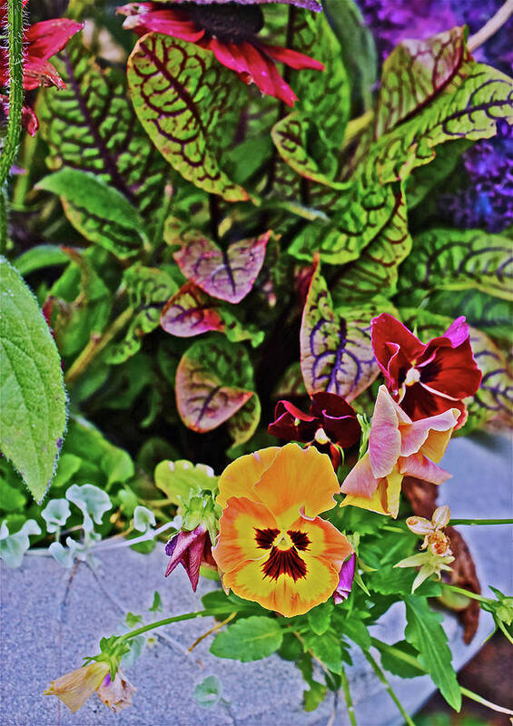 Pansies Art Print featuring the photograph 2016 Late October at the Garden Autumn Palette Orange Pansies by Janis Senungetuk