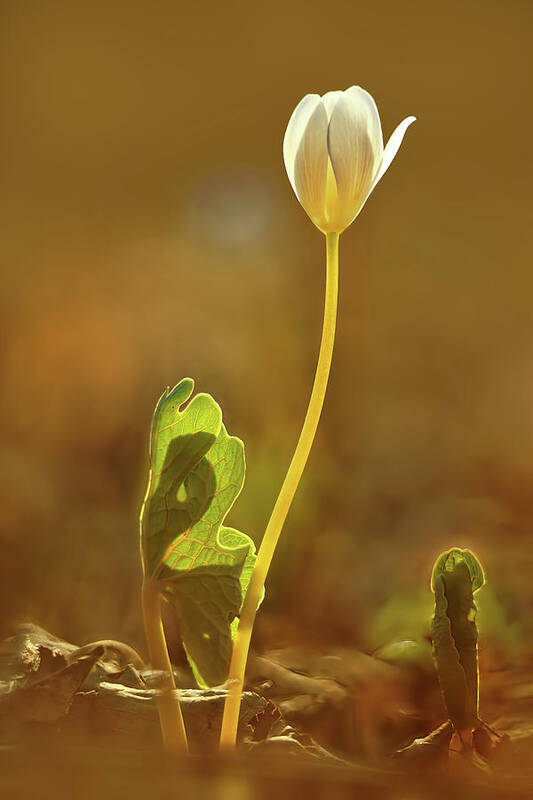 Sanguinaria Canadensis Art Print featuring the photograph Bloodroot #3 by Robert Charity