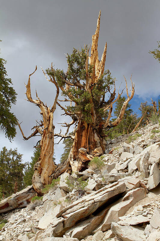 Bristlecone Pine Art Print featuring the photograph Bristlecone Pine tree 2 by Duncan Selby
