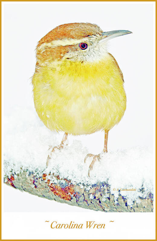 Songbird Art Print featuring the photograph Carolina Wren in Winter #3 by A Macarthur Gurmankin