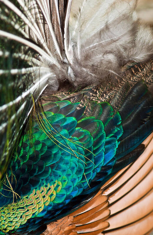 Peafowl Art Print featuring the photograph Feathers of the Green Peafowl #3 by Winston D Munnings