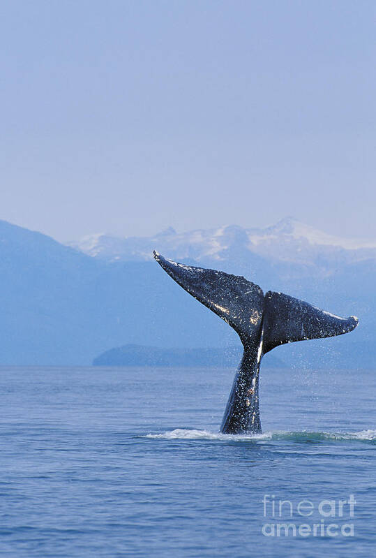 Amaze Art Print featuring the photograph Fluke Of A Humpback Whale #3 by John Hyde - Printscapes