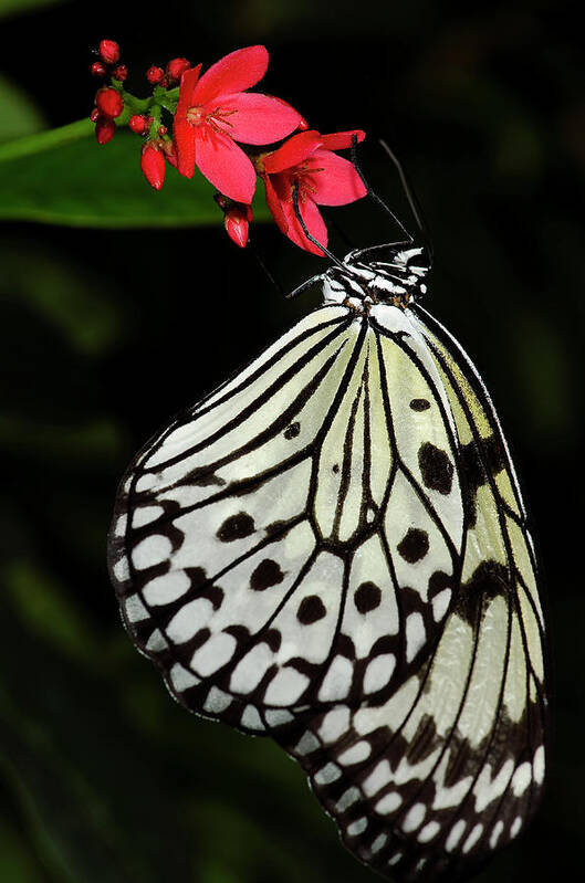 Rice Paper Butterfly Art Print featuring the photograph Rice Paper Butterfly #3 by JT Lewis