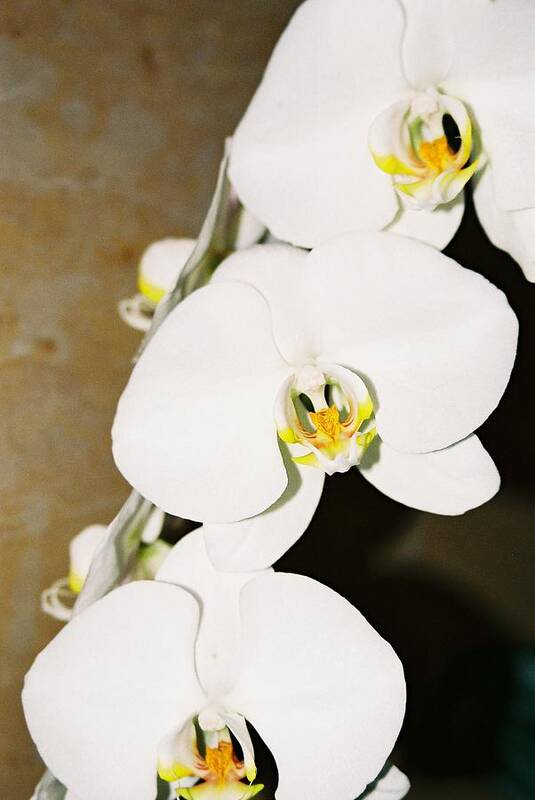 White Orchids Art Print featuring the photograph 3 White Orchids by Lauri Novak