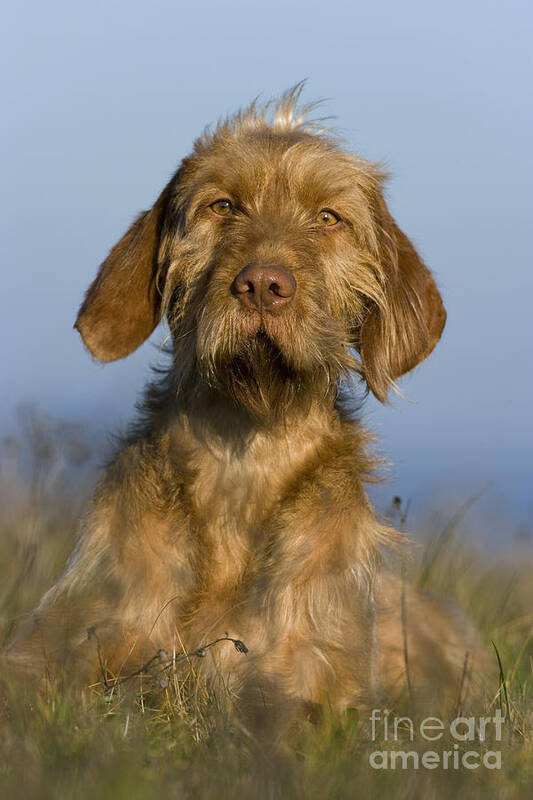 Hungarian Pointing Dog Art Print featuring the photograph Wirehaired Vizsla #3 by Jean-Louis Klein & Marie-Luce Hubert