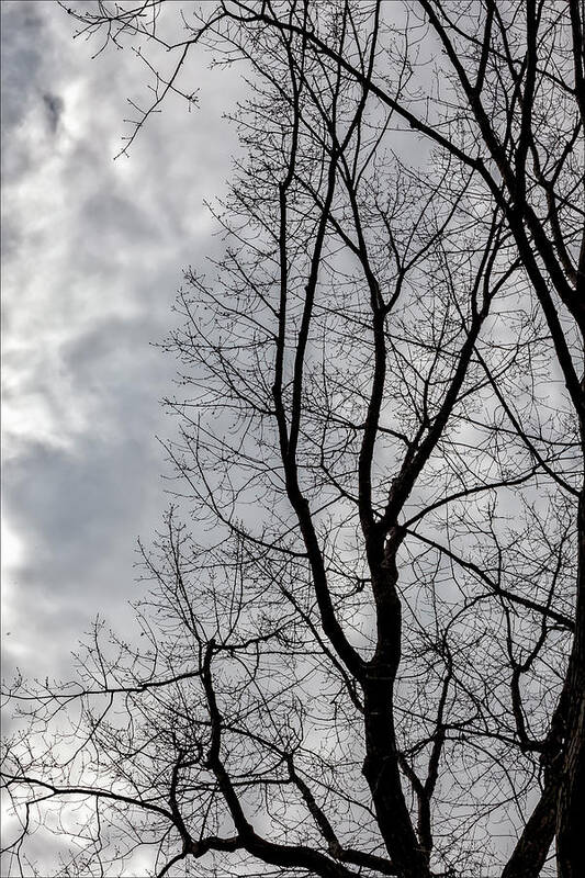 Trees Art Print featuring the photograph Trees Sky and Clouds #31 by Robert Ullmann