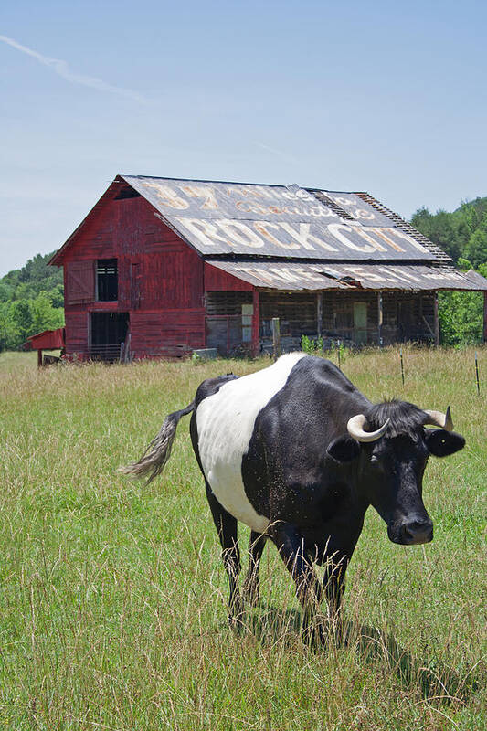 Cow Art Print featuring the photograph 37 More Miles by David Troxel