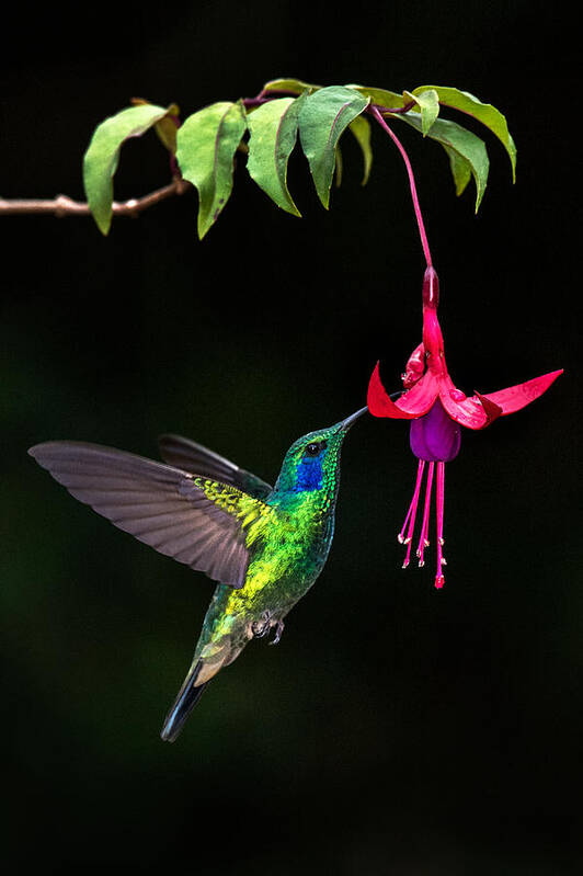 Photography Art Print featuring the photograph Green Violetear Colibri Thalassinus #5 by Panoramic Images