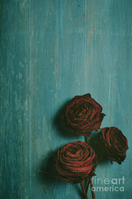 Rose Art Print featuring the photograph Roses on blue wooden table by Jelena Jovanovic