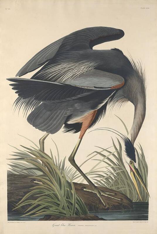 Audubon Art Print featuring the drawing Great Blue Heron #7 by Dreyer Wildlife Print Collections 