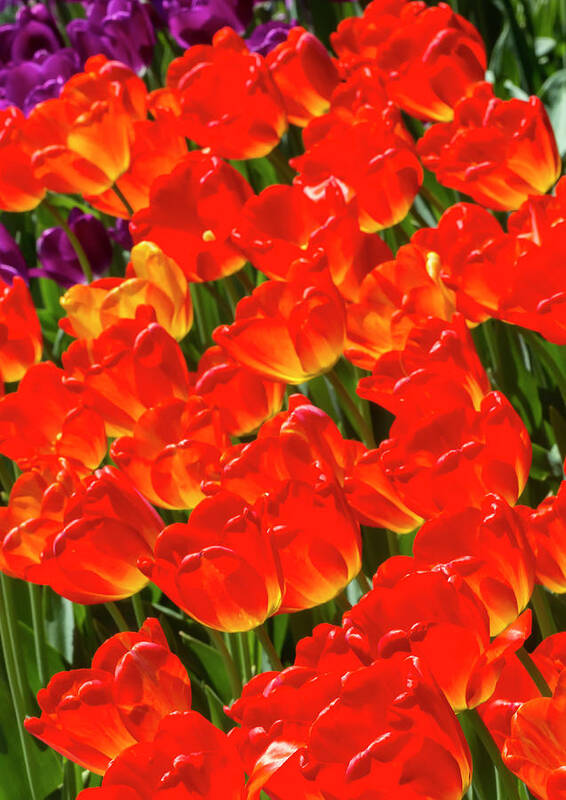 Tulips Art Print featuring the photograph Tulips #82 by Robert Ullmann