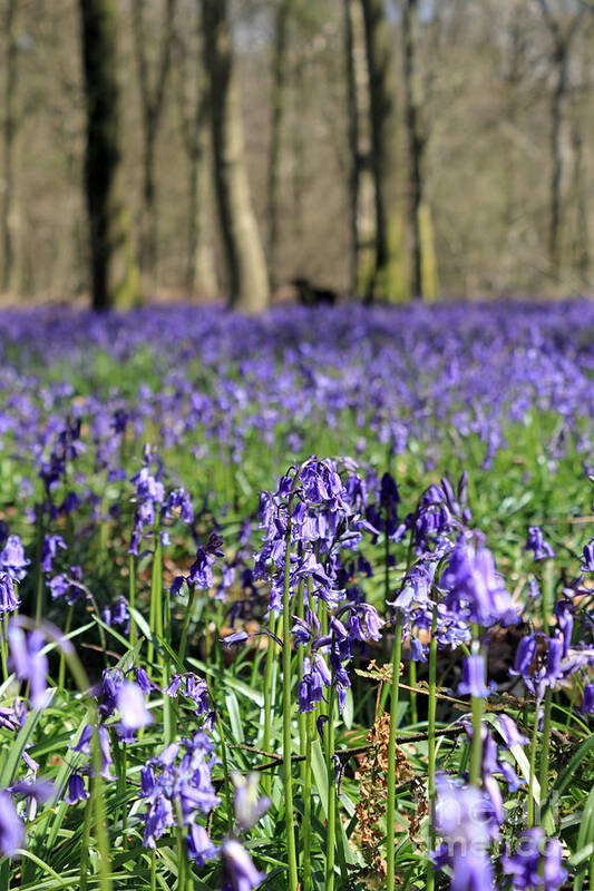 Bluebells Near Effingham In The Surrey Hills England Uk Art Print featuring the photograph Bluebells near Effingham in the Surrey Hills England UK #9 by Julia Gavin