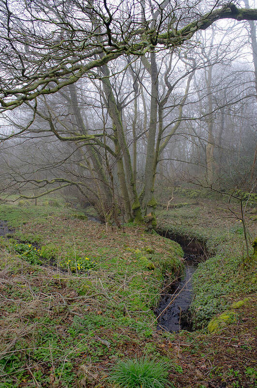 Stream Art Print featuring the photograph A Brook in the Fog. by Elena Perelman