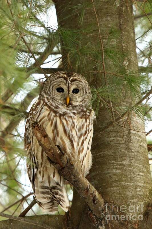 Barred Owl Art Print featuring the photograph A Forest Beauty by Heather King