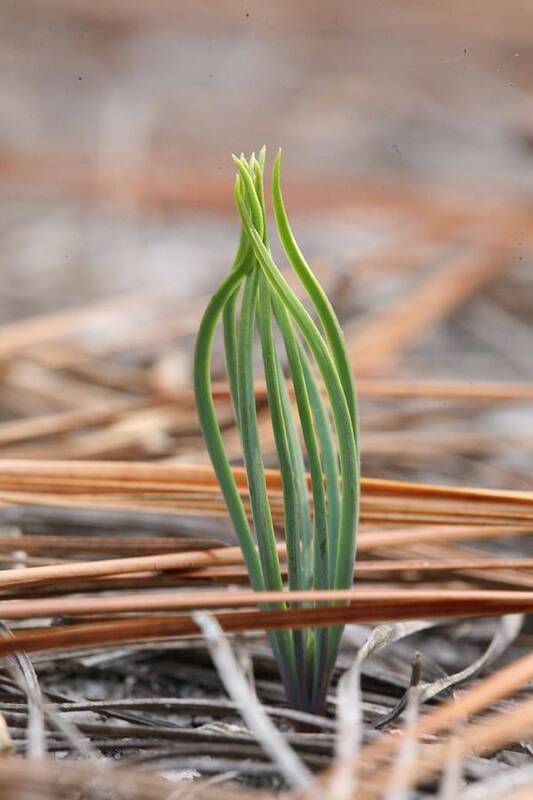 Pine Art Print featuring the photograph A New Pine Unravelling by Matt Cormons