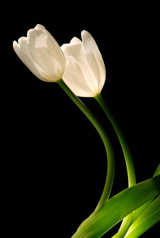 White Tulip Art Print featuring the photograph A pair of white tulips by Dung Ma